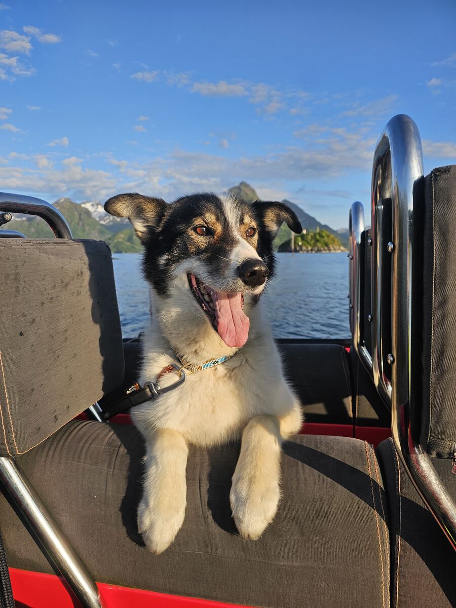 Dusty the dog leaning over the side of the RIB