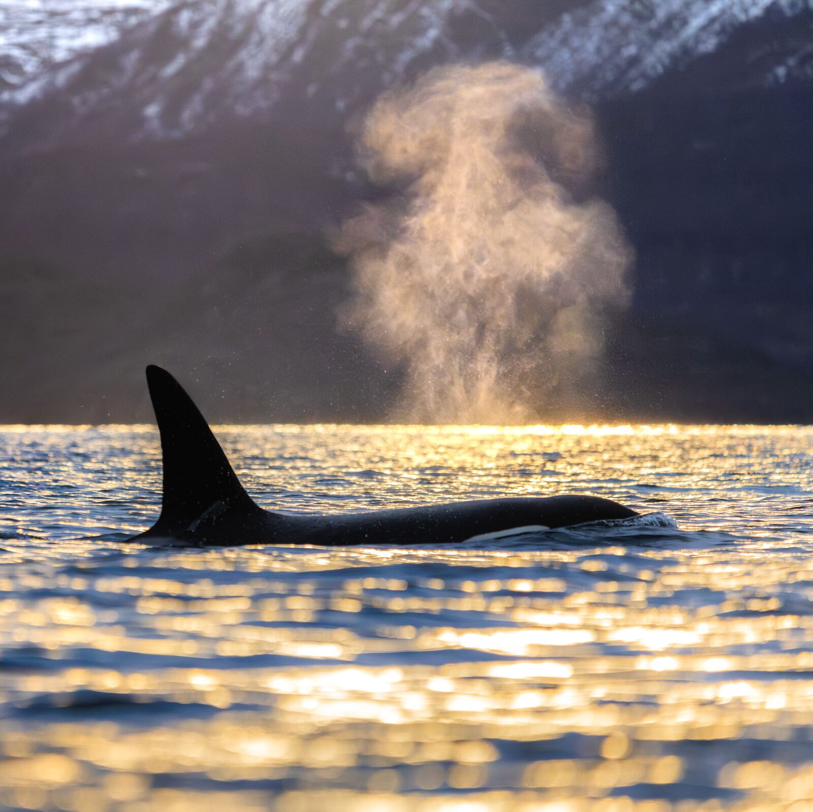 An orca surfacing in golden light with its breath hanging in the air