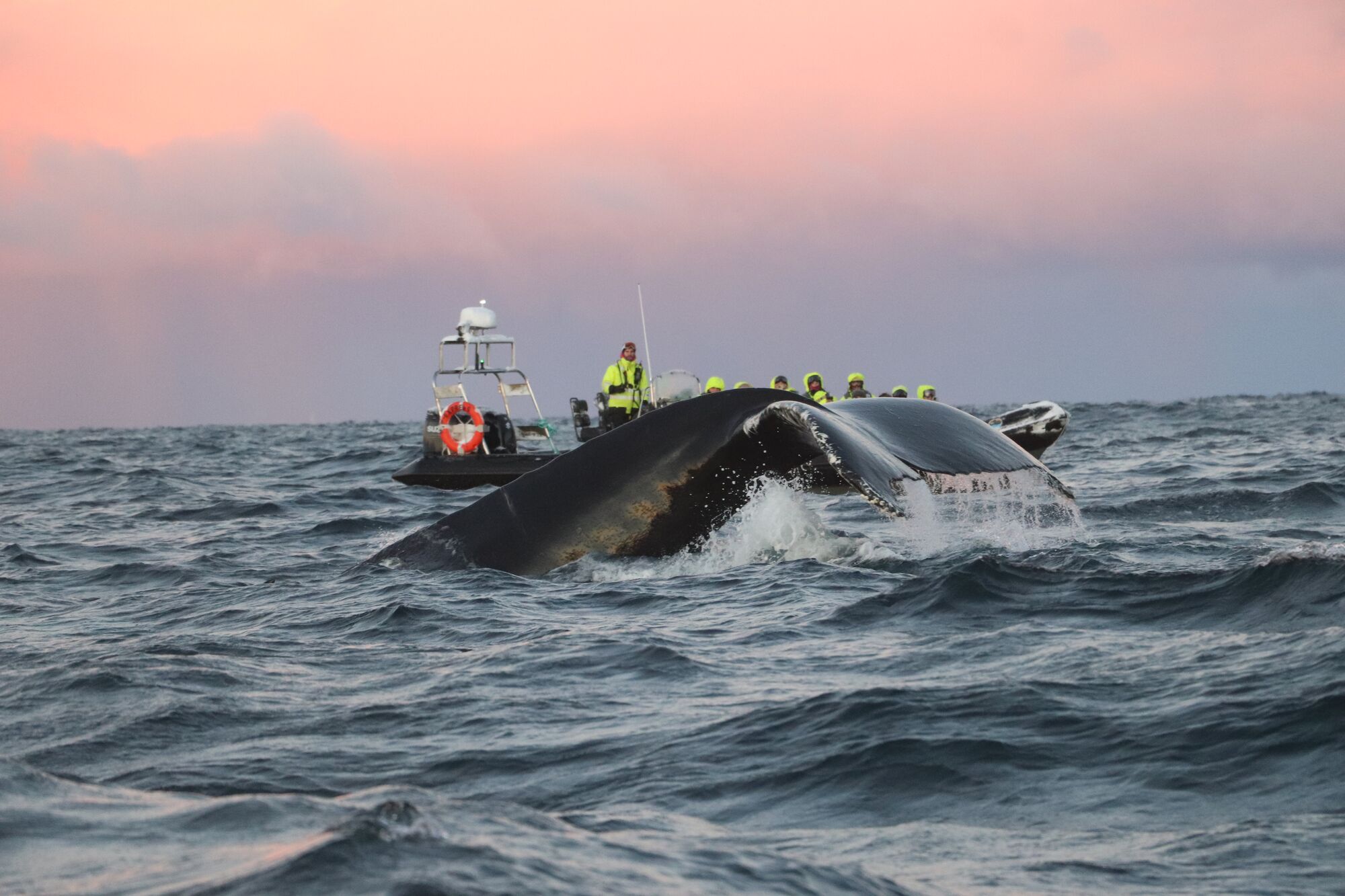 Our RIB full of guests in flotation suits beside a diving humpback whale under a pink sky